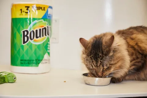 Bounty Paper Towels promotes pet adoption